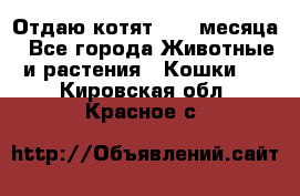 Отдаю котят. 1,5 месяца - Все города Животные и растения » Кошки   . Кировская обл.,Красное с.